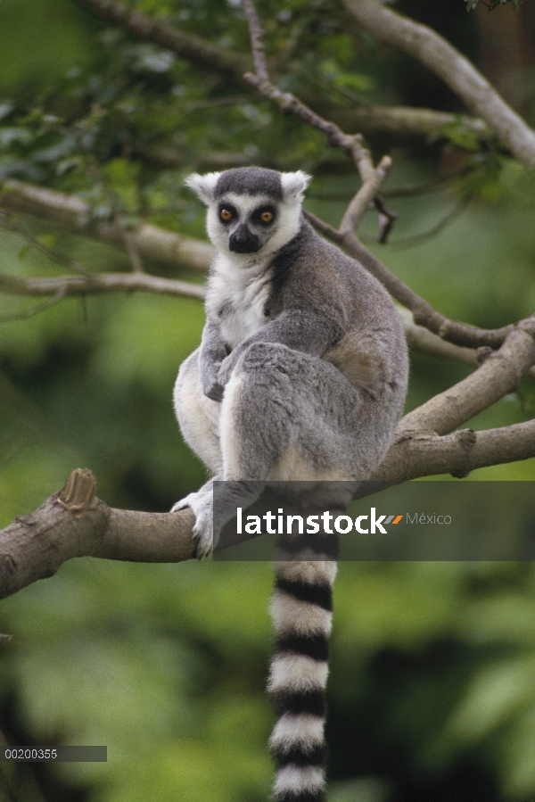 Lémur de cola anillada (Lemur catta) sentado en la rama de árbol, Madagascar