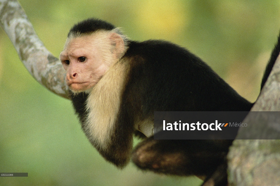 Cara blanca mono capuchino (Cebus capucinus), el Parque Nacional Corcovado, Costa Rica