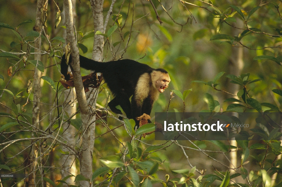 Cara blanca mono capuchino (Cebus capucinus) llamando, el Parque Nacional Corcovado, Costa Rica