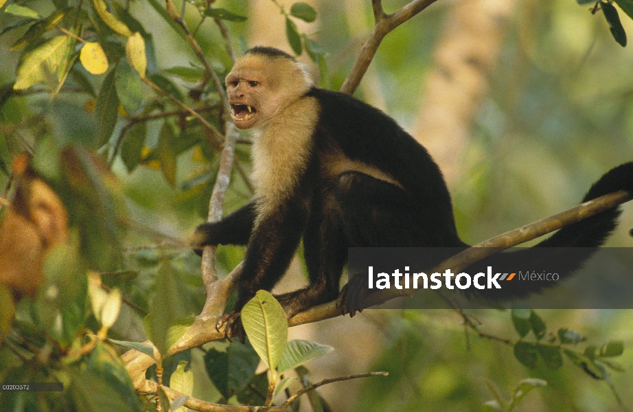 Cara blanca mono capuchino (Cebus capucinus) llamando, el Parque Nacional Corcovado, Costa Rica