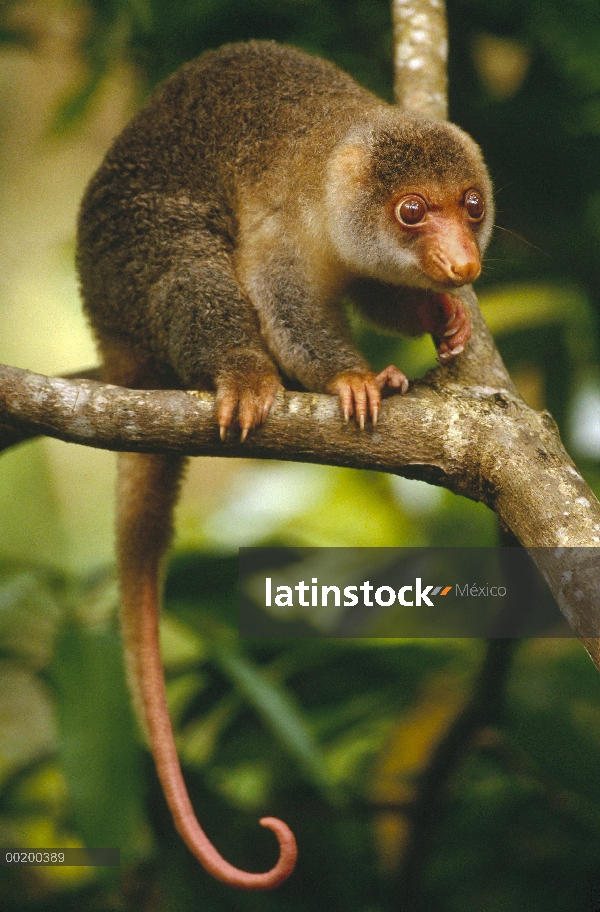 Juvenil de cuscús manchado (Spilocuscus maculatus) cola corta cerca de la aldea de Kivaumai, Papua N