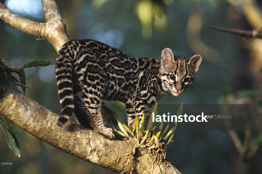 Gatito salvaje de tigrillo (Leopardus wiedii), huérfano cautivo, Costa Rica