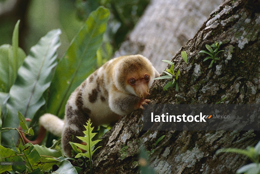 Cola corta hombre cuscús manchado (Spilocuscus maculatus), Papua Nueva Guinea