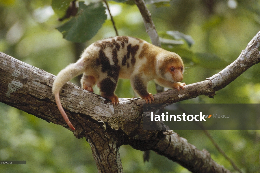 Cuscus manchado (Phalanger maculatus) cerca de la aldea de Kivaumai, Papua Nueva Guinea