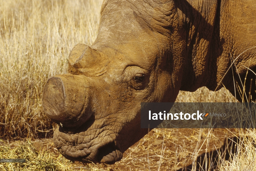 Rinoceronte blanco (simum de Ceratotherium) descuernar para protección contra la caza furtiva, Lewa 