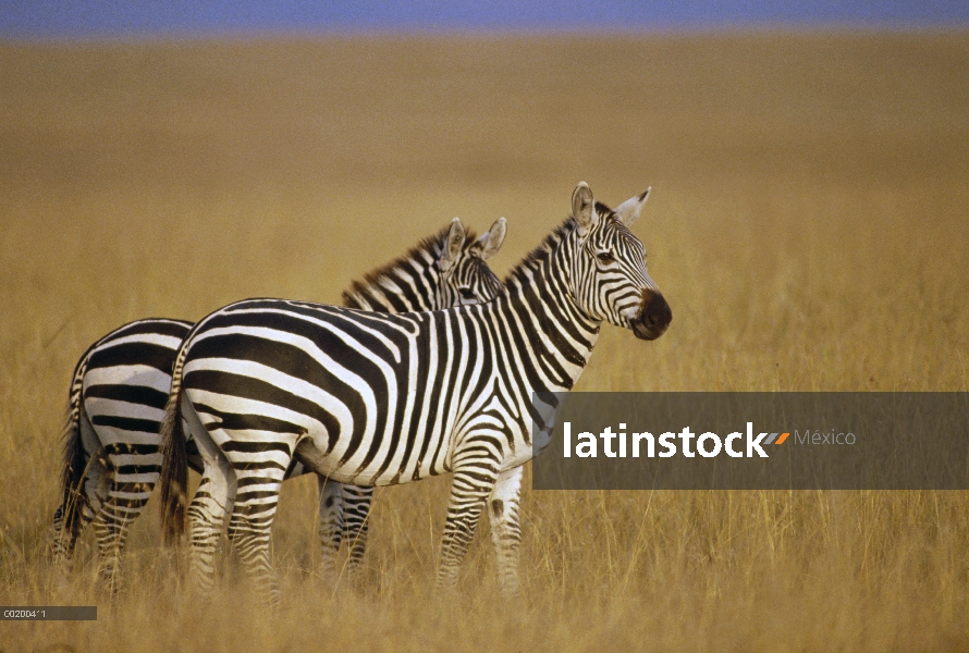 Par de cebra (Equus burchellii) de Burchell en Sabana, Reserva Nacional de Masai Mara, Kenia