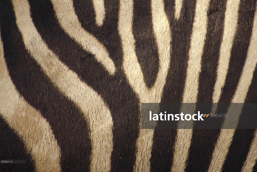 Cebra de montaña de Hartmann (Equus zebra hartmannae) cerca de rayas negras y blancas en el vientre,