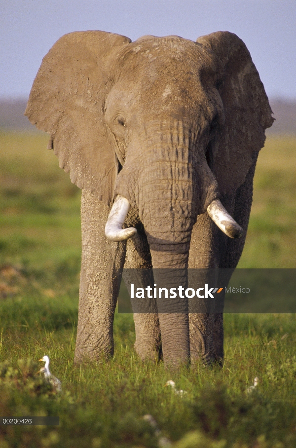 Toro del elefante africano (Loxodonta africana), Parque Nacional de Amboseli, Kenia