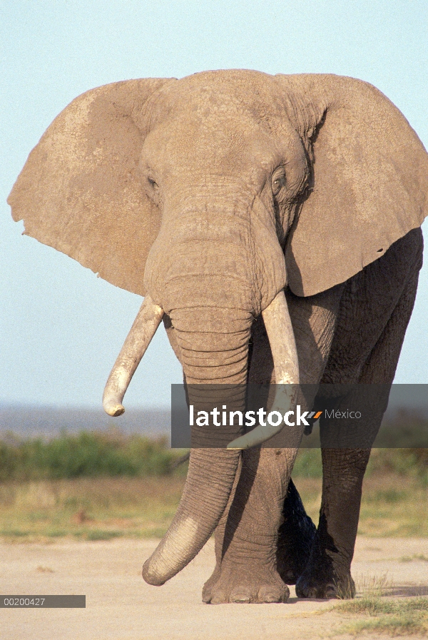 Toro del elefante africano (Loxodonta africana), Parque Nacional de Amboseli, Kenia