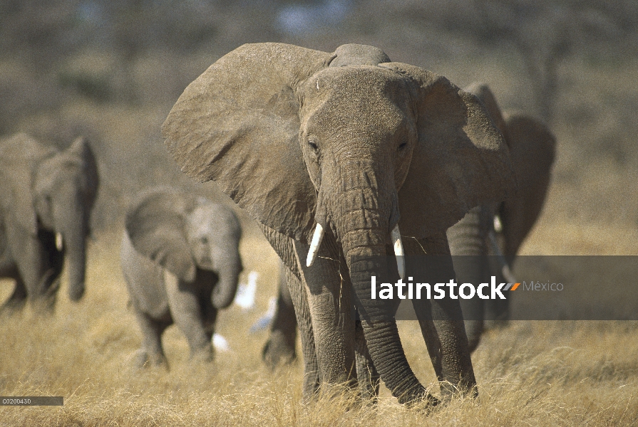 Elefante africano (Loxodonta africana) grupo vulnerables, Reserva Nacional de Samburu, Kenya