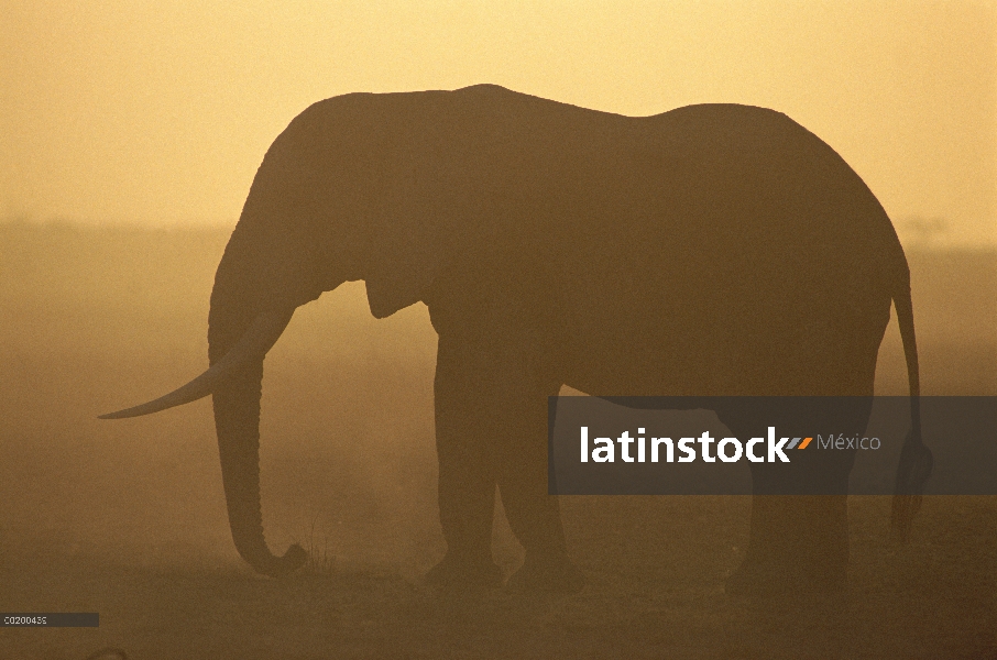 Elefante africano (Loxodonta africana) siluetas al atardecer, Parque Nacional de Amboseli, Kenia