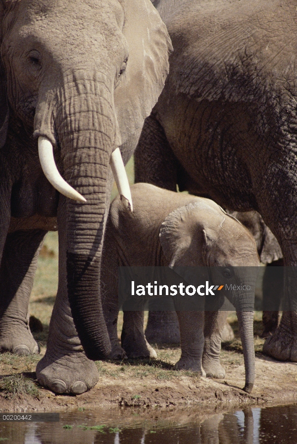 Elefante africano (Loxodonta africana) adultos y bebé beber en el abrevadero, Parque Nacional de Amb