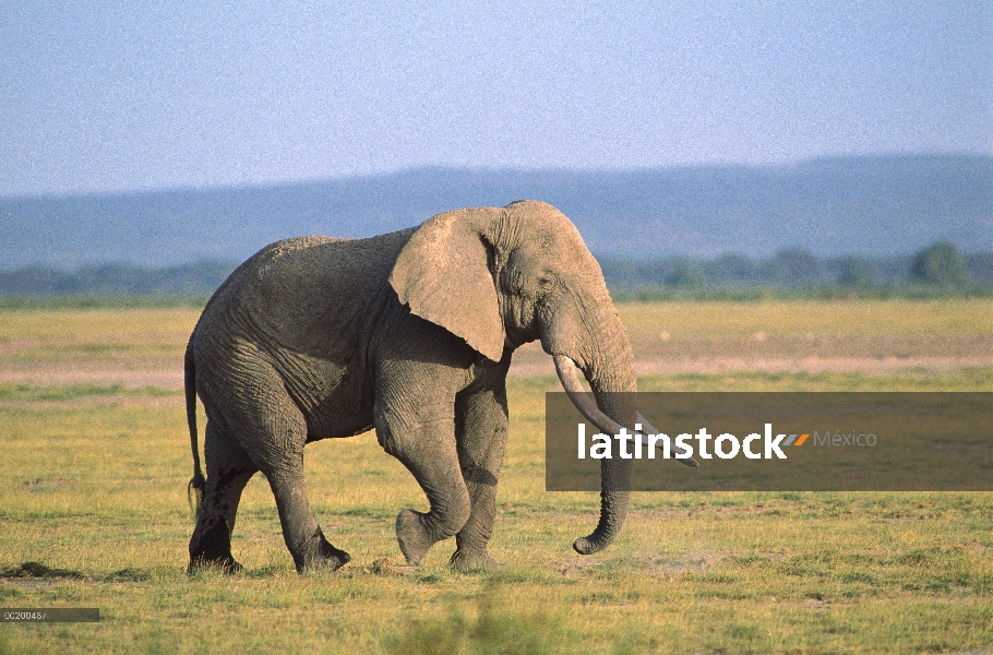 Toro del elefante africano (Loxodonta africana) caminando por el Prado, Parque Nacional de Amboseli,