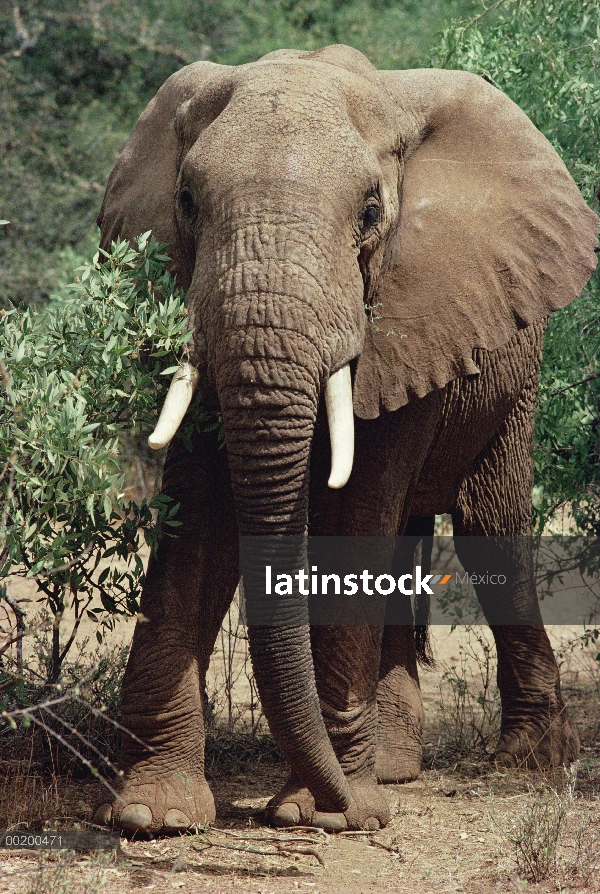 Elefante africano (Loxodonta africana) comer, reserva nacional Samburu, Kenia