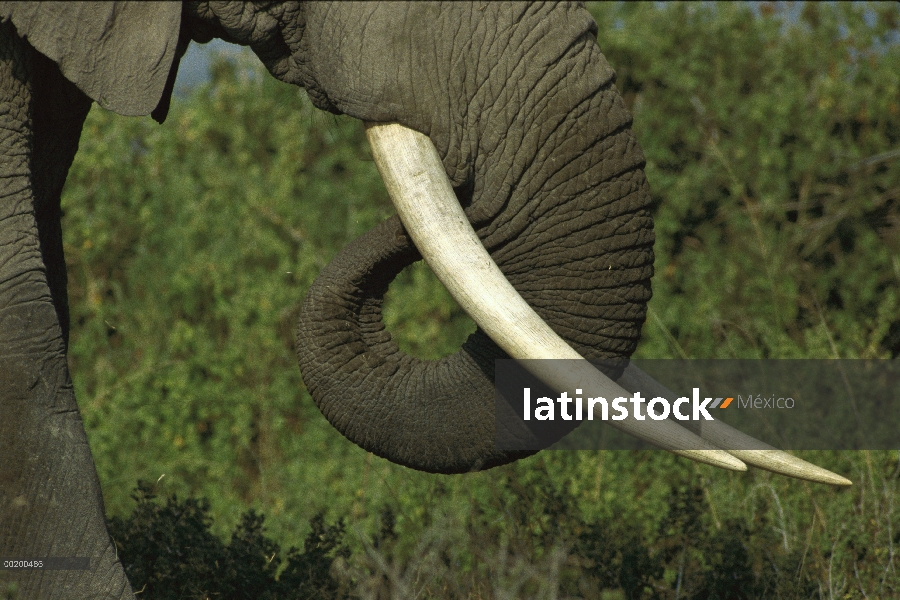 Elefante africano (Loxodonta africana) comer, Parque Nacional de Amboseli, Kenia