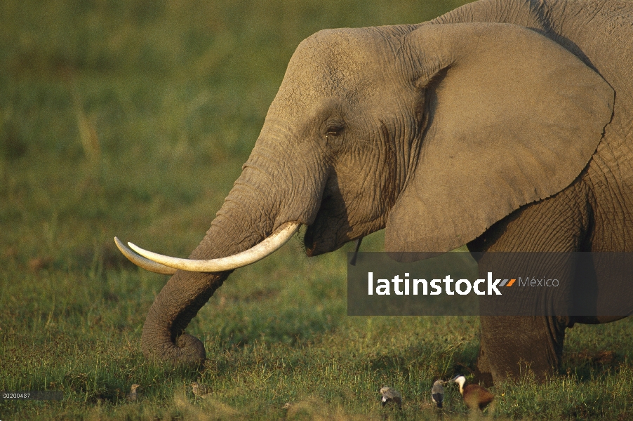 Elefante africano (Loxodonta africana) pastoreo, Parque Nacional de Amboseli, Kenia