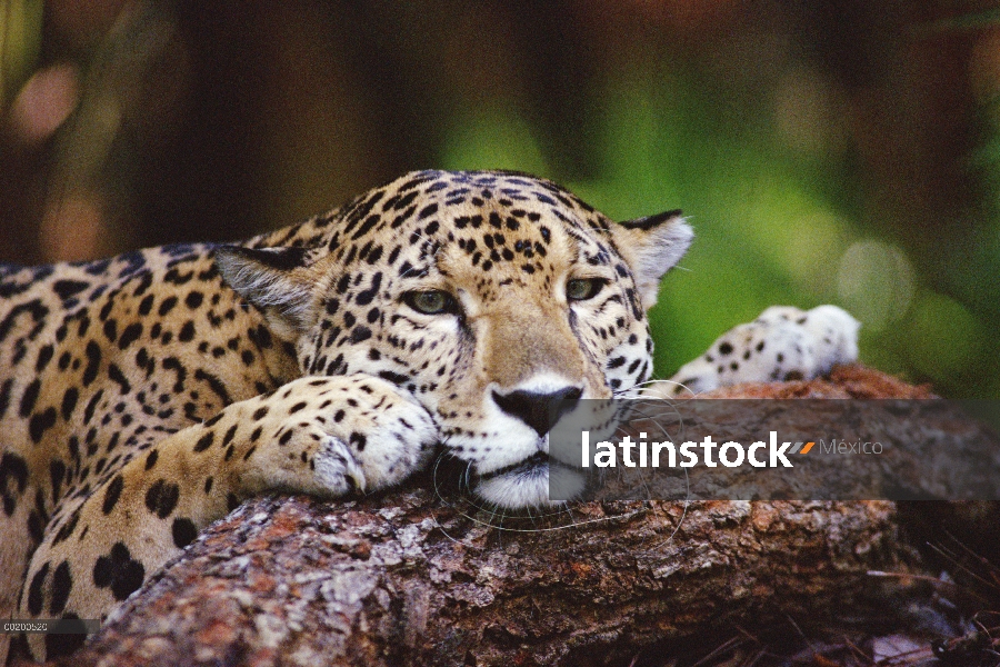 Jaguar (Panthera onca) retrato, zoológico de Belice, Belice