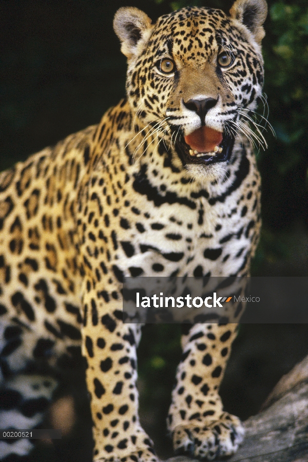 Jaguar (Panthera onca) jadeando, Woodland Park Zoo, Seattle, Washington