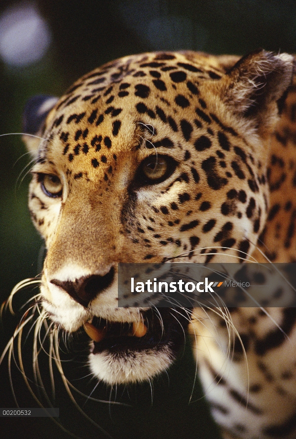 Jaguar (Panthera onca) retrato, zoológico de Belice, Belice