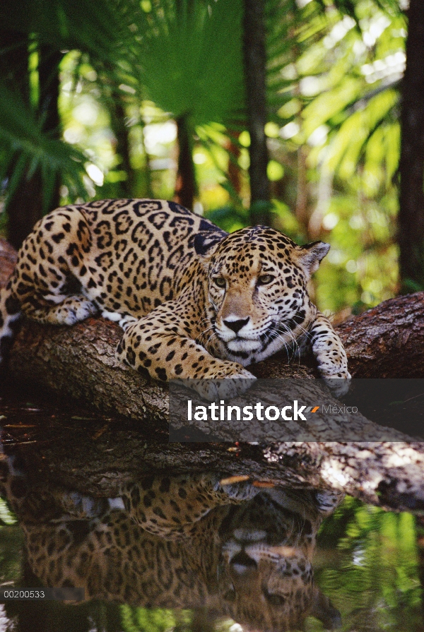 Jaguar (Panthera onca) y, la reflexión, parque zoológico de Belice, Belice