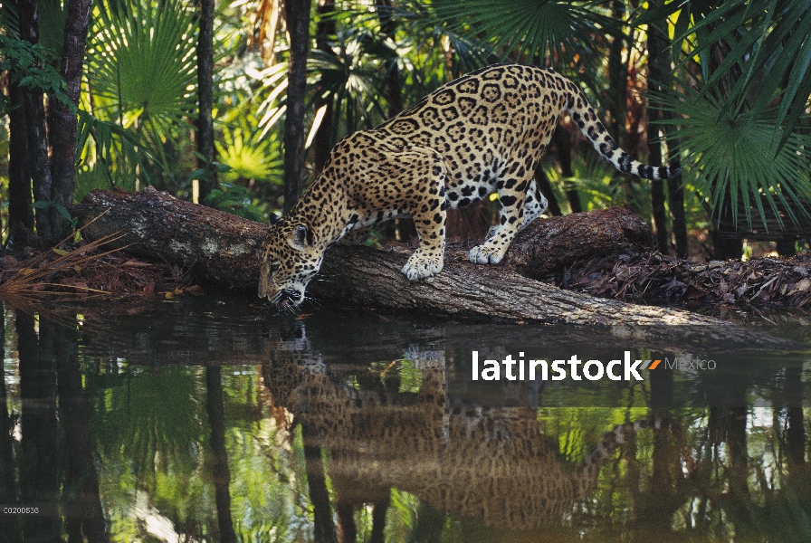 Jaguar (Panthera onca) beber, parque zoológico de Belice, Belice