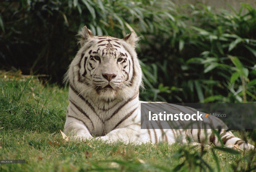 Tigre blanco de Bengala (Panthera tigris tigris), blanco adulto en el zoo