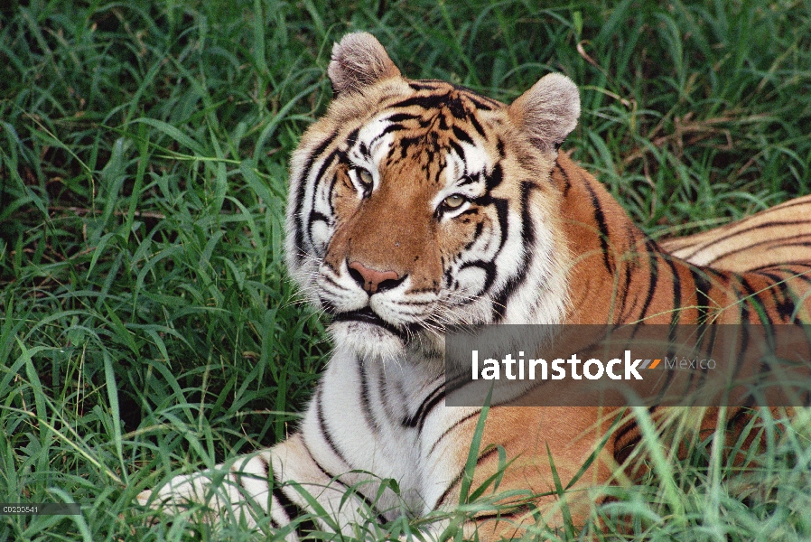 Tigre de Bengala (Panthera tigris tigris) retrato, zoológico de Hilo, Hawaii