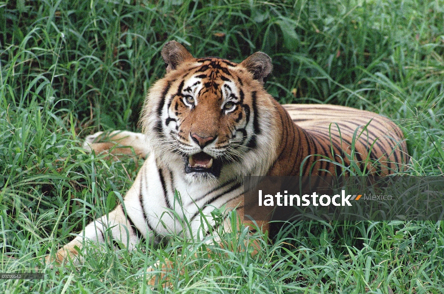 Retrato de tigre de Bengala (Panthera tigris tigris), nativo de Zoo de Hilo, Hawaii, India y Asia Su