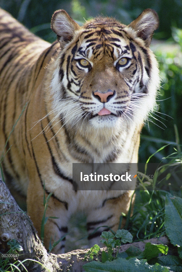 Retrato de tigre de Bengala (Panthera tigris tigris), en el Parque Zoológico Woodland, nativo de Sea