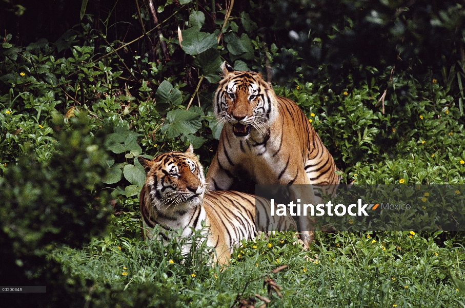 Tigre de Bengala (Panthera tigris tigris) par acoplamiento, cautiverio animal, nativo de Zoo de Hilo