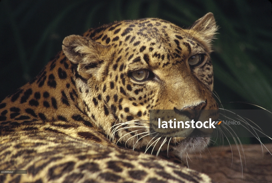 Retrato de leopardo (Panthera pardus), nativo de África, animal cautivo