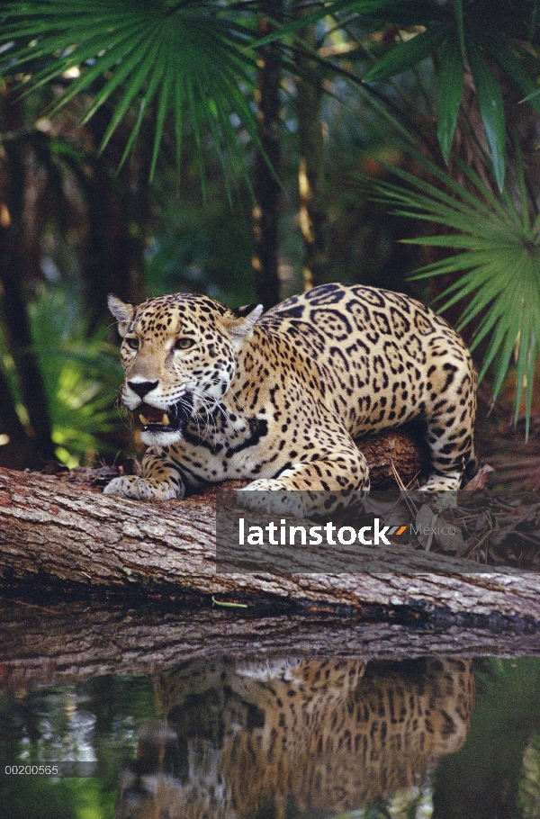 Jaguar (Panthera onca), el zoológico de Belice, Belice