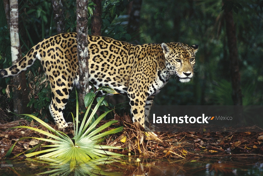 Jaguar (Panthera onca), el zoológico de Belice, Belice