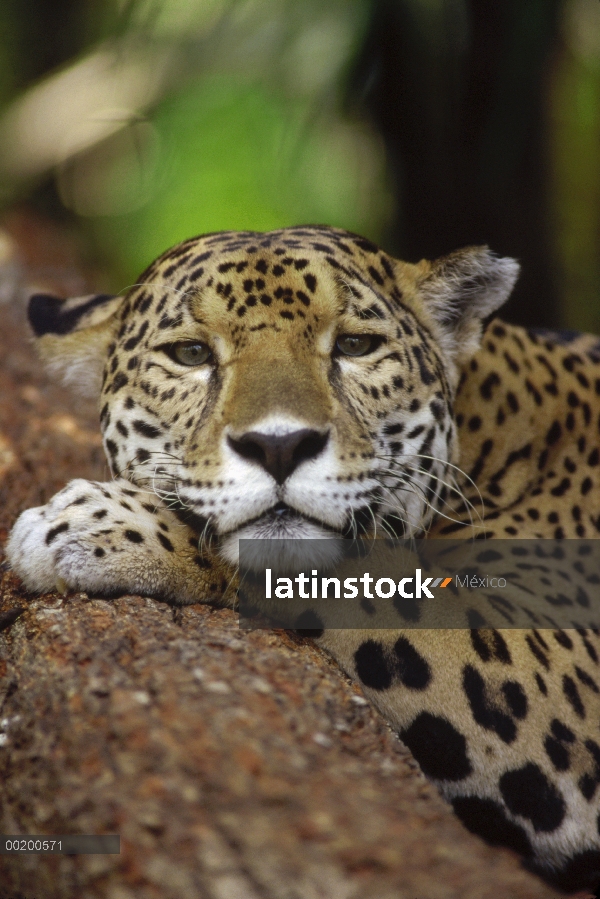 Jaguar (Panthera onca) retrato, zoológico de Belice, Belice