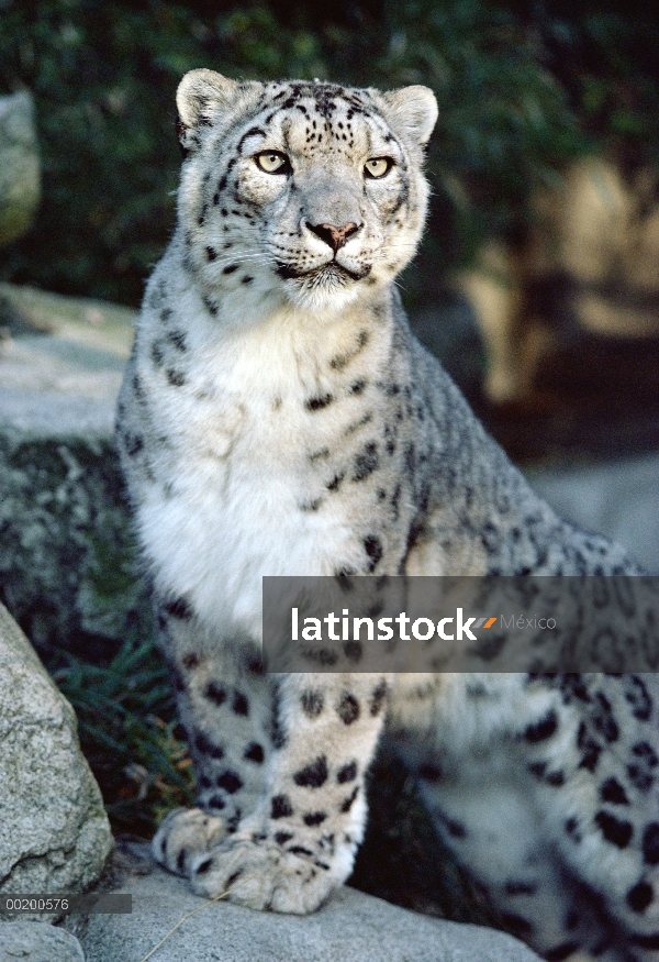 Leopardo de las Nieves (Panthera uncia) retrato, Woodland Park Zoo, Seattle, Washington