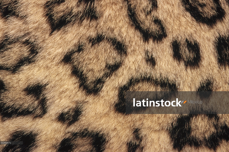 Muestra de piel de leopardo de las Nieves (Panthera uncia) patrón moteado, originario de Asia