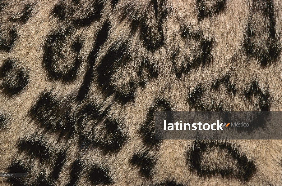 Leopardo de las Nieves (Panthera uncia) lanzan, Woodland Park Zoo, Washington