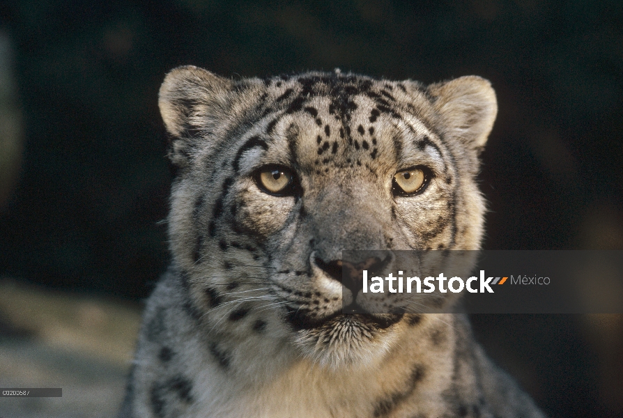 Leopardo de las Nieves (Panthera uncia), el Parque Zoológico Woodland, Seattle, Washington