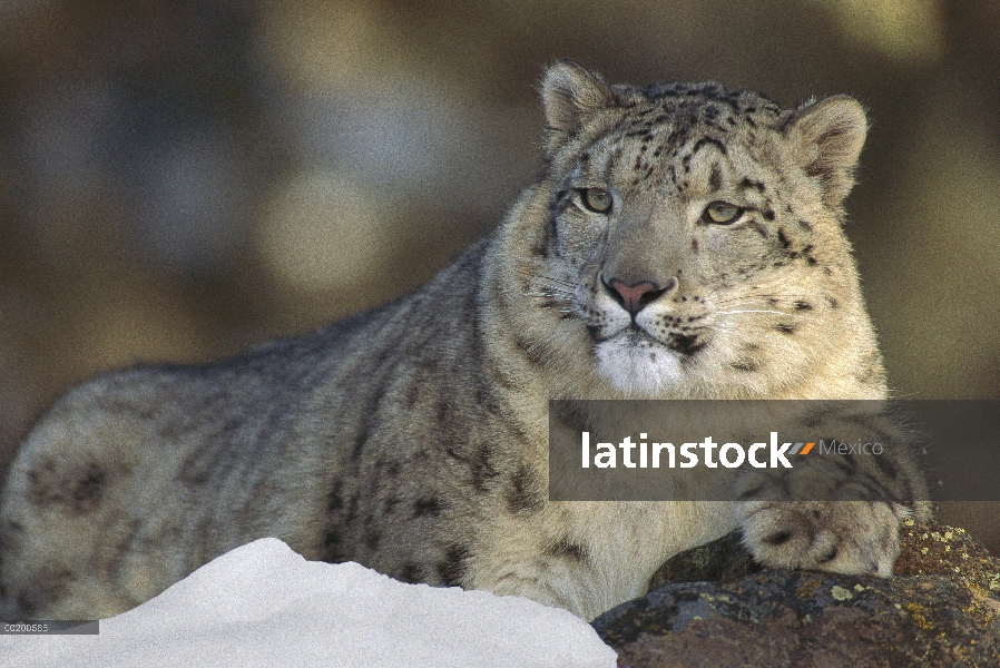 Juvenil de leopardo de las Nieves (Panthera uncia), Asia