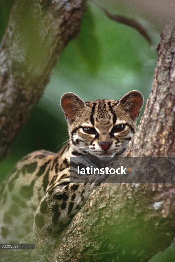 Tigrillo (Leopardus wiedii) huérfanos gatito silvestre, Costa Rica