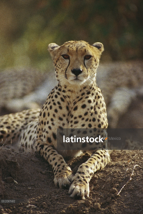 Guepardo (Acinonyx jubatus), Masai Mara, Kenia