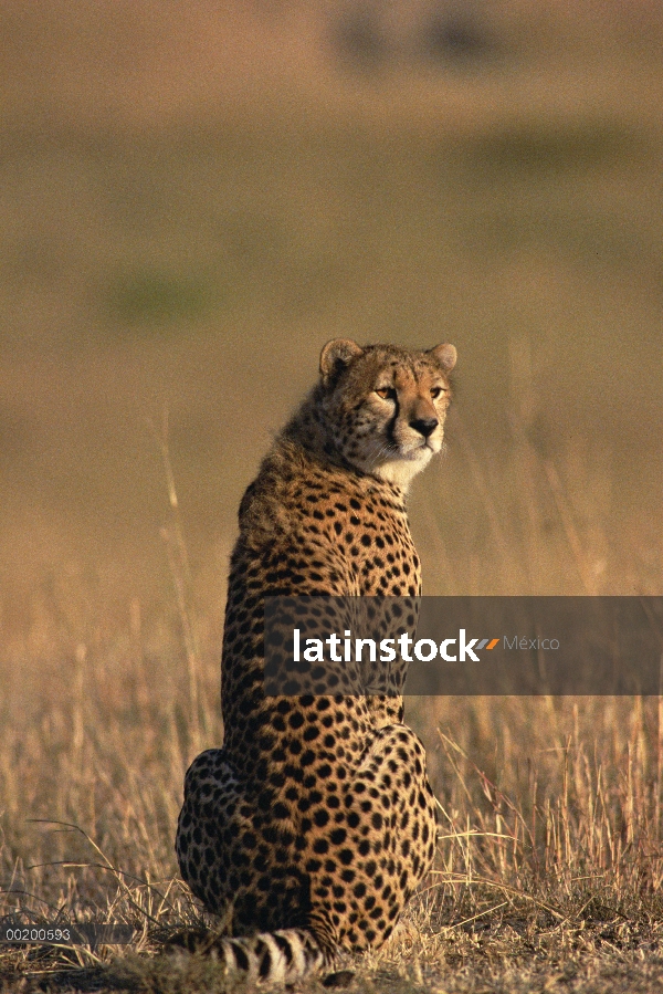 Guepardo (Acinonyx jubatus) retrato, Reserva Nacional de Masai Mara, Kenia