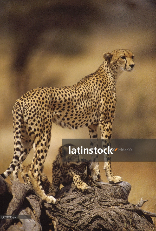 Madre de guepardo (Acinonyx jubatus) con adolescentes, Reserva Nacional de Samburu, Kenia