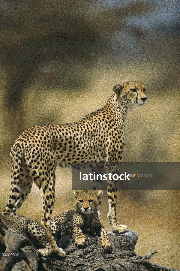 Madre de guepardo (Acinonyx jubatus) con adolescentes, Reserva Nacional de Samburu, Kenya