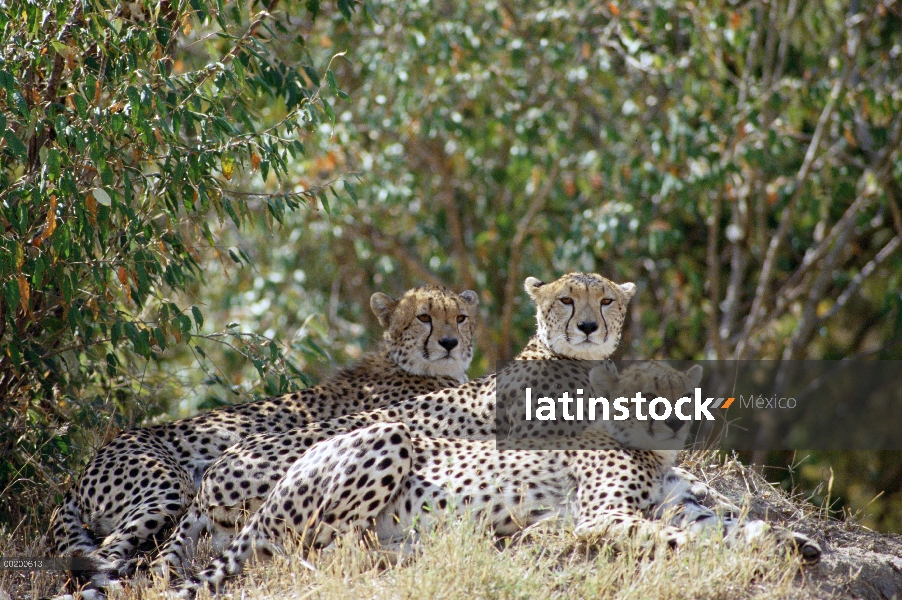 Trío de guepardo (Acinonyx jubatus) descansando en la sombra, Reserva Nacional de Masai Mara, Kenia