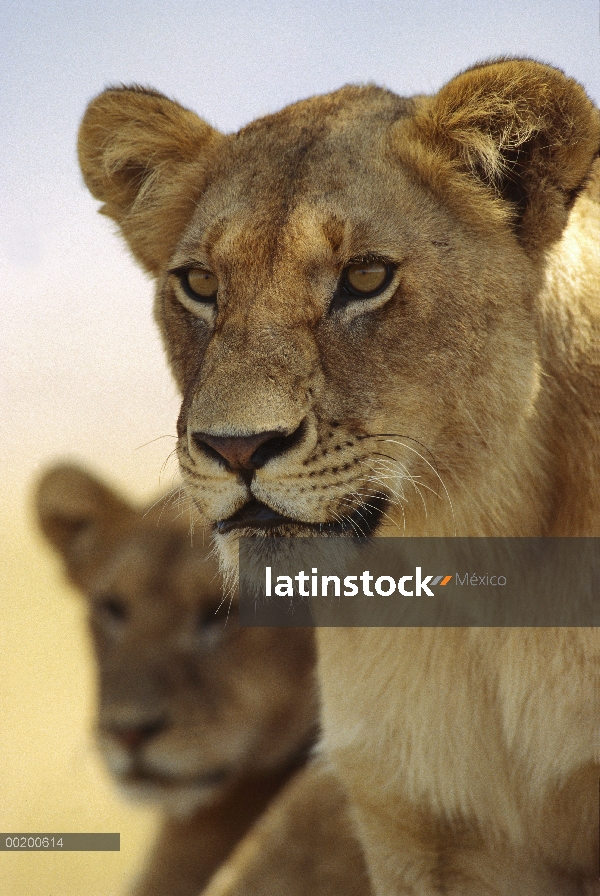 León africano (Panthera leo) hembra y cachorro, reserva Masai Mara, Kenia