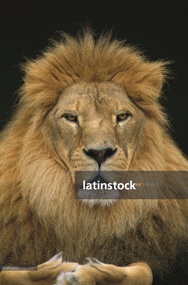 Hombre León africano (Panthera leo), Washington Park Zoo, Portland, Oregon