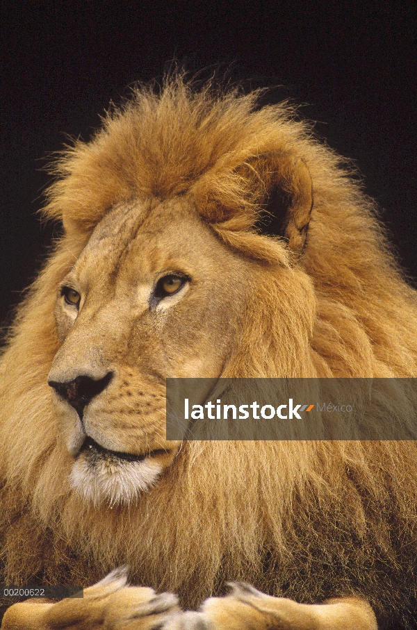 Macho León africano (Panthera leo), retrato, parque zoológico de Washington, Portland, Oregon