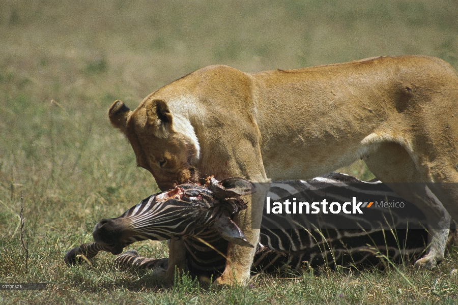 Mujer de León africano (Panthera leo) matando cebra de Burchell (Equus burchellii), Masai Mara reser