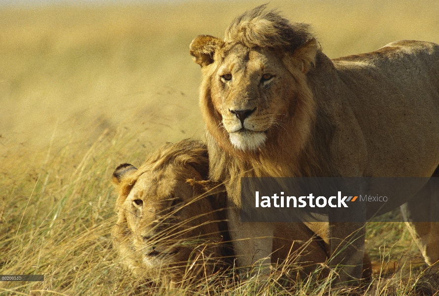 Machos juveniles León africano (Panthera leo), reserva de Masai Mara, Kenia